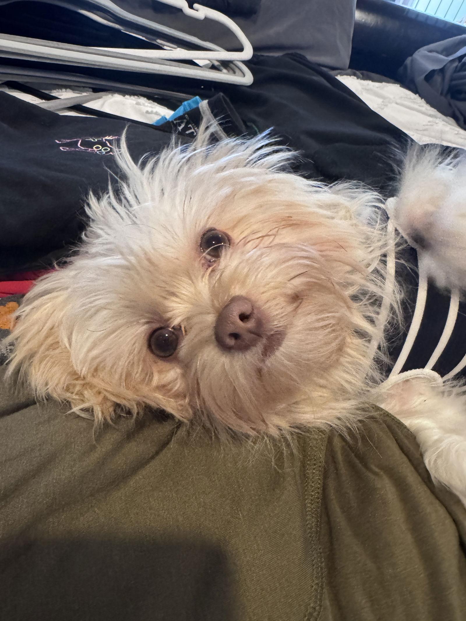 Enlarge Pumpkin, a Adopted mixed breed in Tenafly, NJ image 2/3