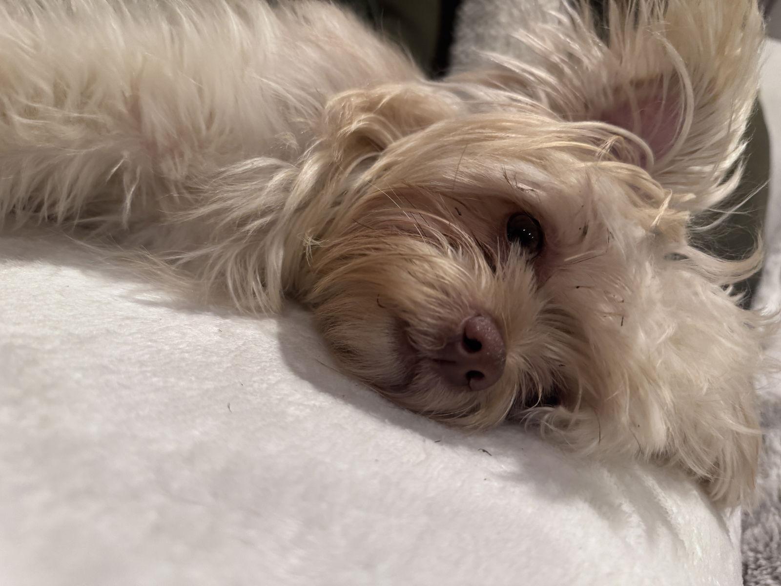 Enlarge Pumpkin, a Adopted mixed breed in Tenafly, NJ image 3/3