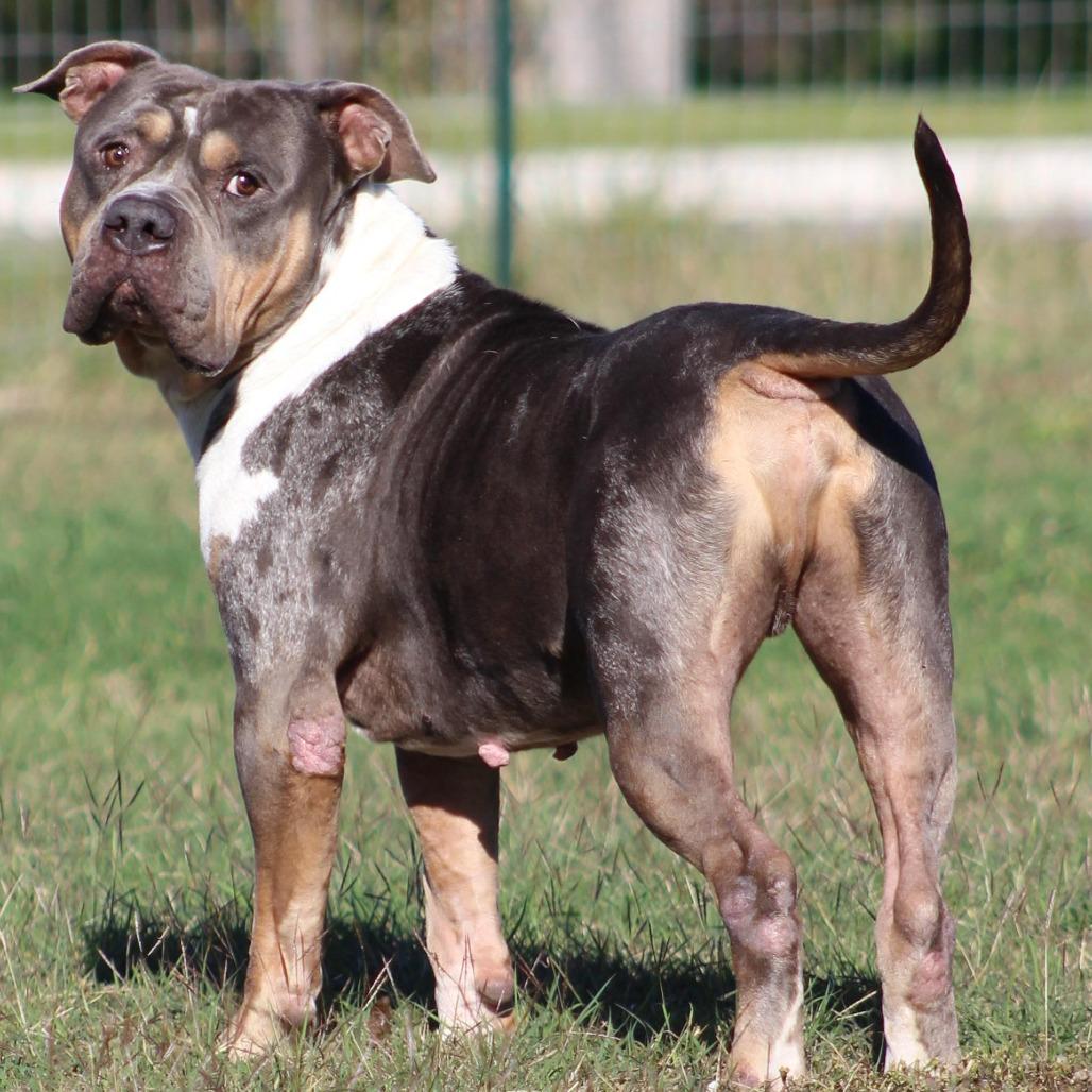 Jimbo Square Pants, Adoptable, Adult Male American Bully.