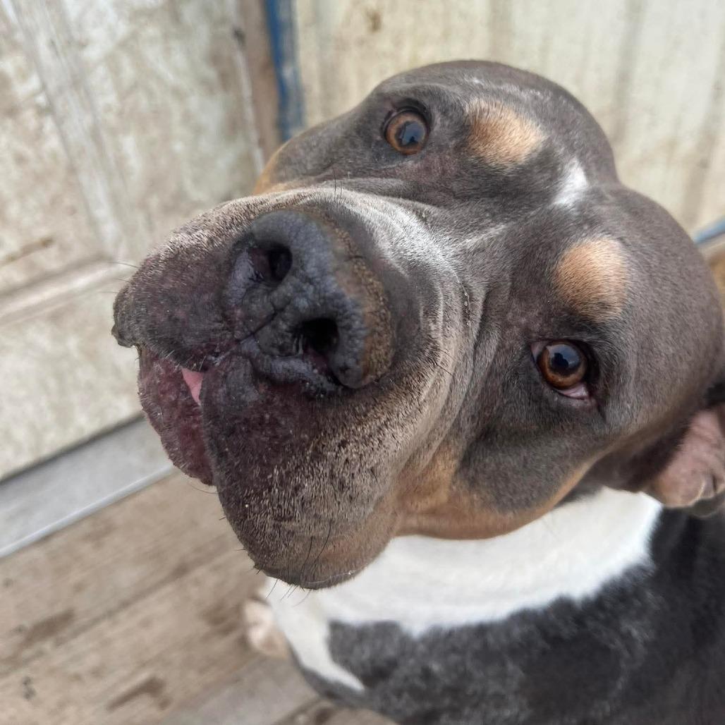 Enlarge Jimbo Square Pants, a Adoptable American Bully in Temple, TX image 3/3