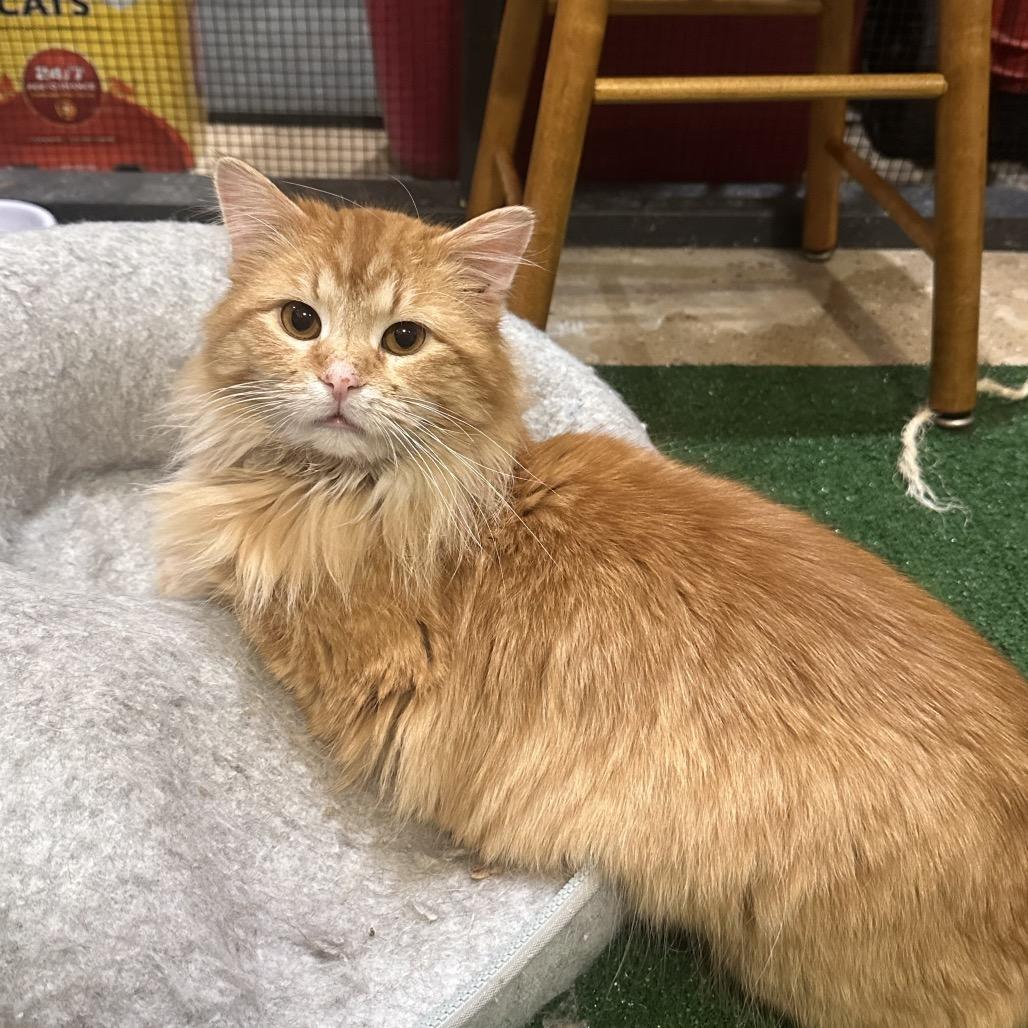 Archibald — thumbnail 2