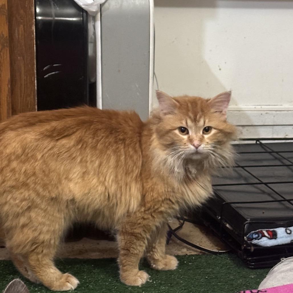 Archibald — thumbnail 3