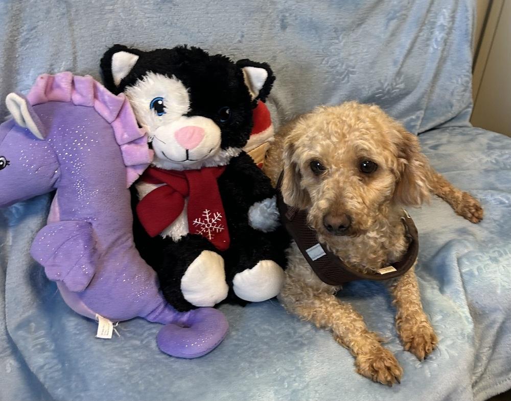Enlarge Jigs, a Adoptable Poodle in Cedartown, GA image 1/1