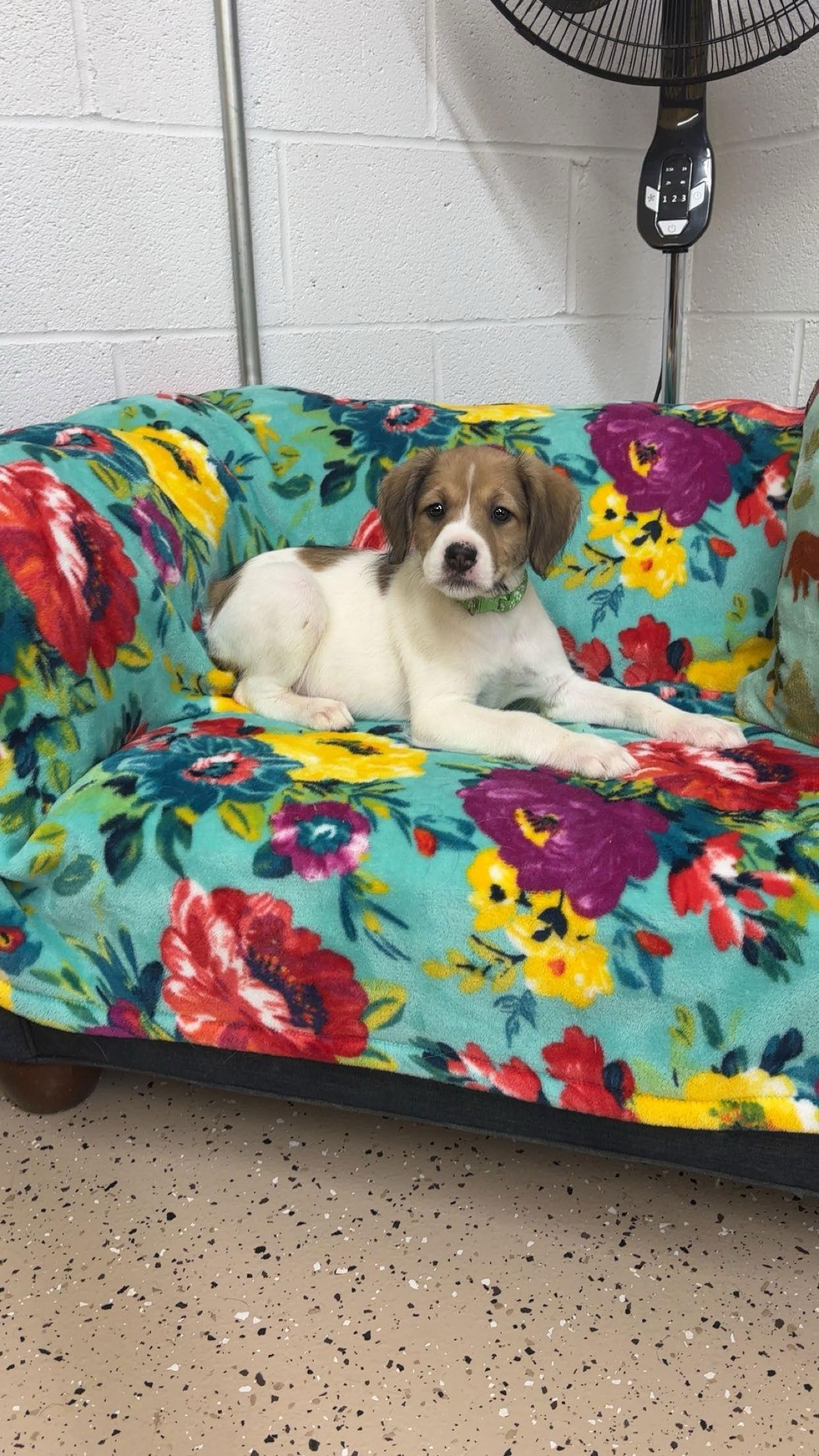 Everly, Adopted, Puppy Female Mixed Breed.