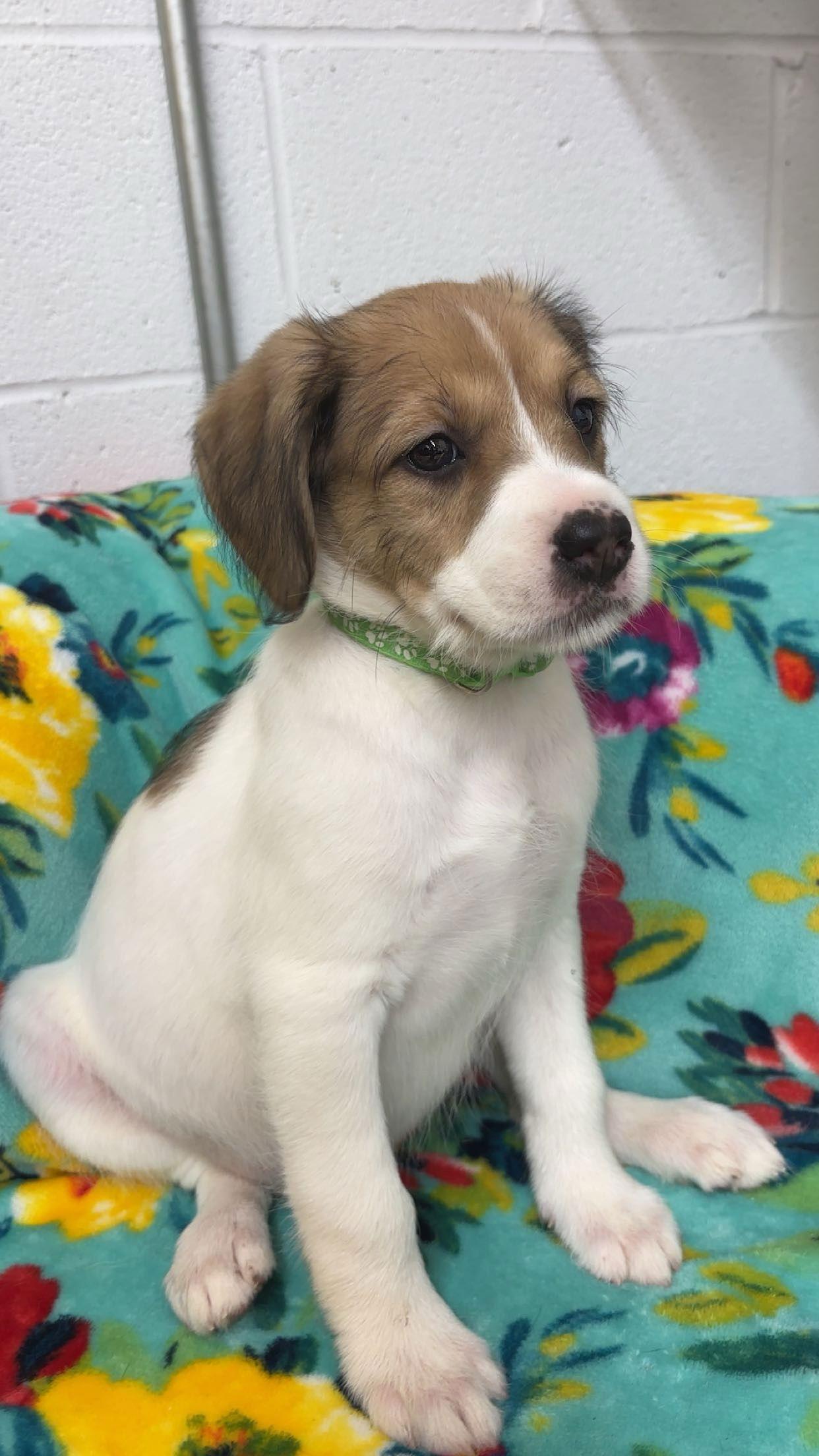 Enlarge Everly, a Adopted Mixed Breed in York, SC image 2/3