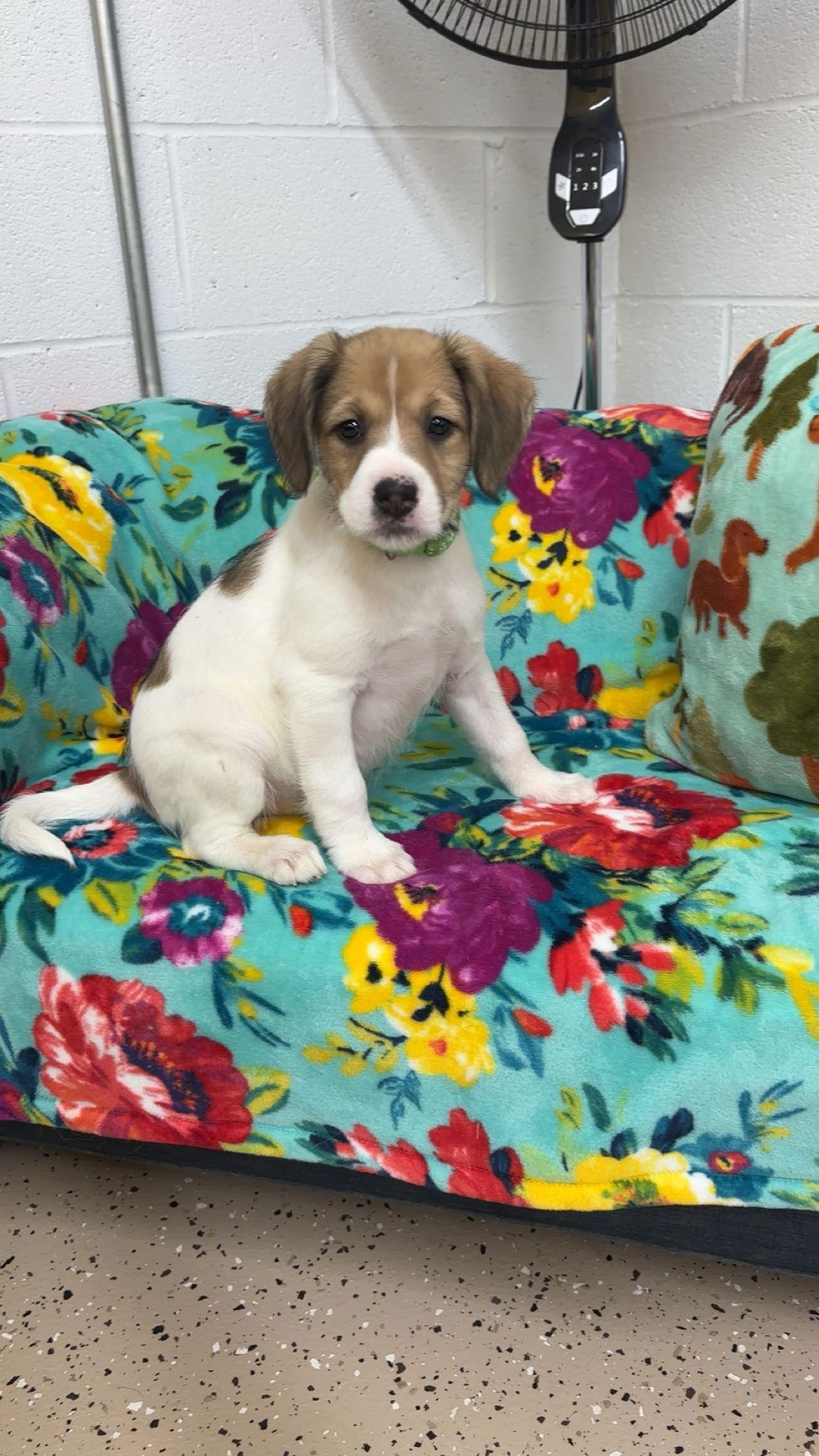 Enlarge Everly, a Adopted Mixed Breed in York, SC image 3/3