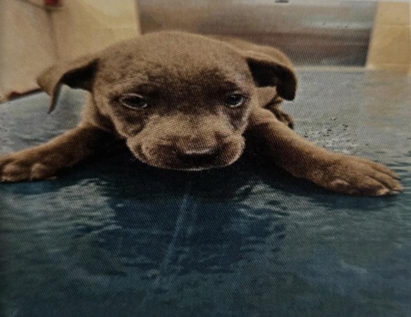 Hickory, adopted, Puppy Male Cane Corso.