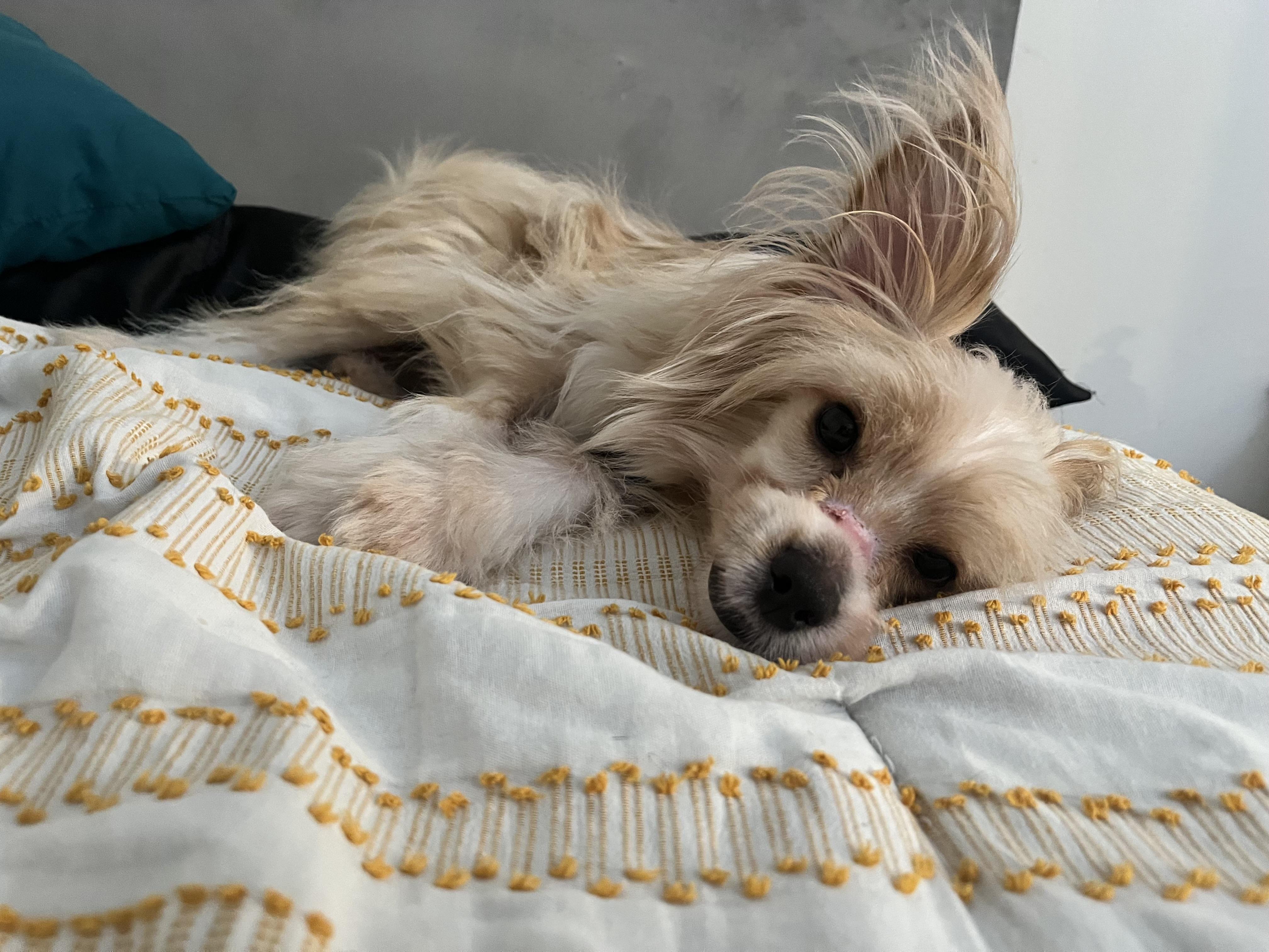 Rigatoni, ADOPTABLE, Young Male Terrier.