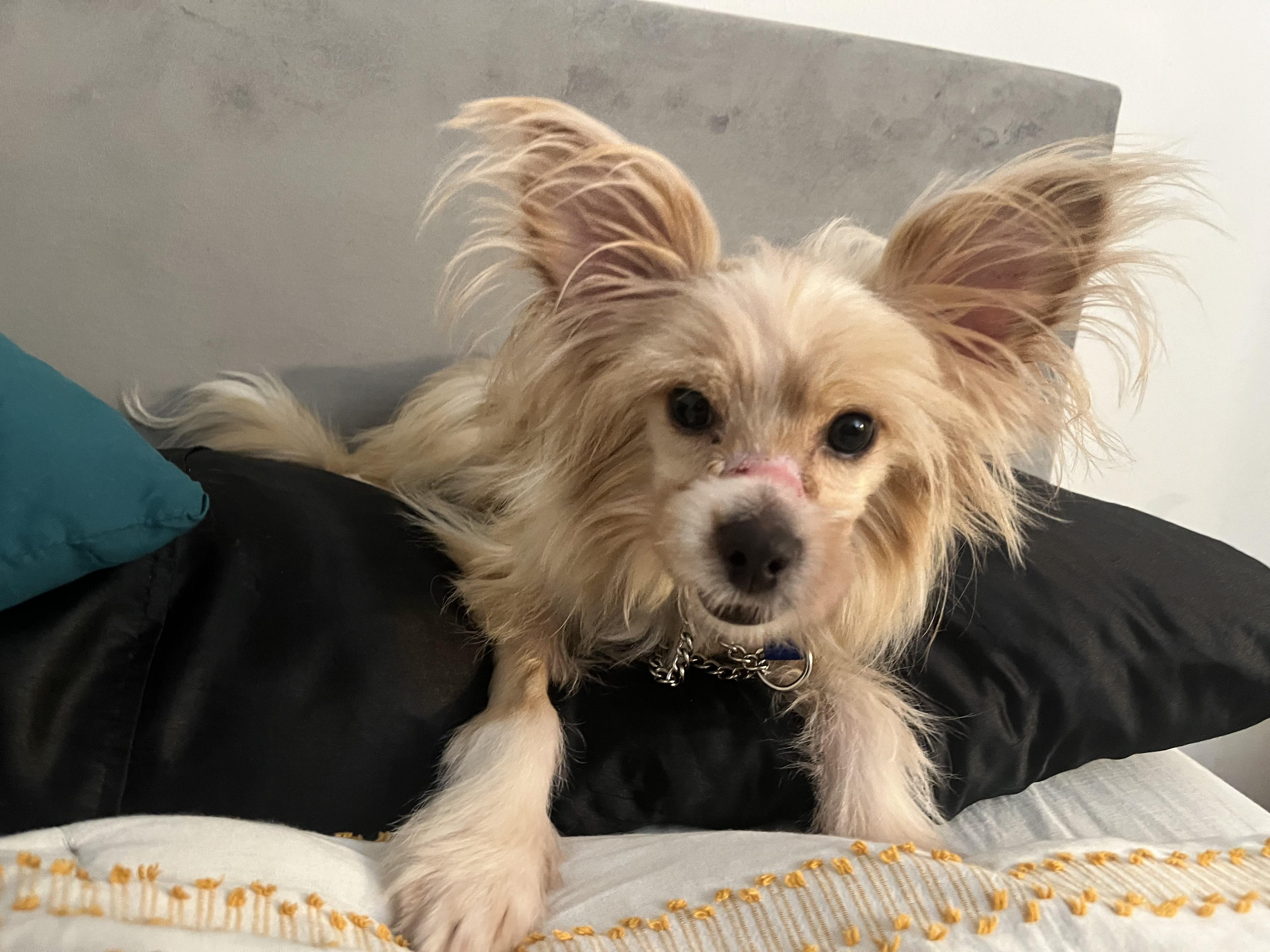 Enlarge Rigatoni, a ADOPTABLE mixed breed in West Hollywood, CA image 2/3