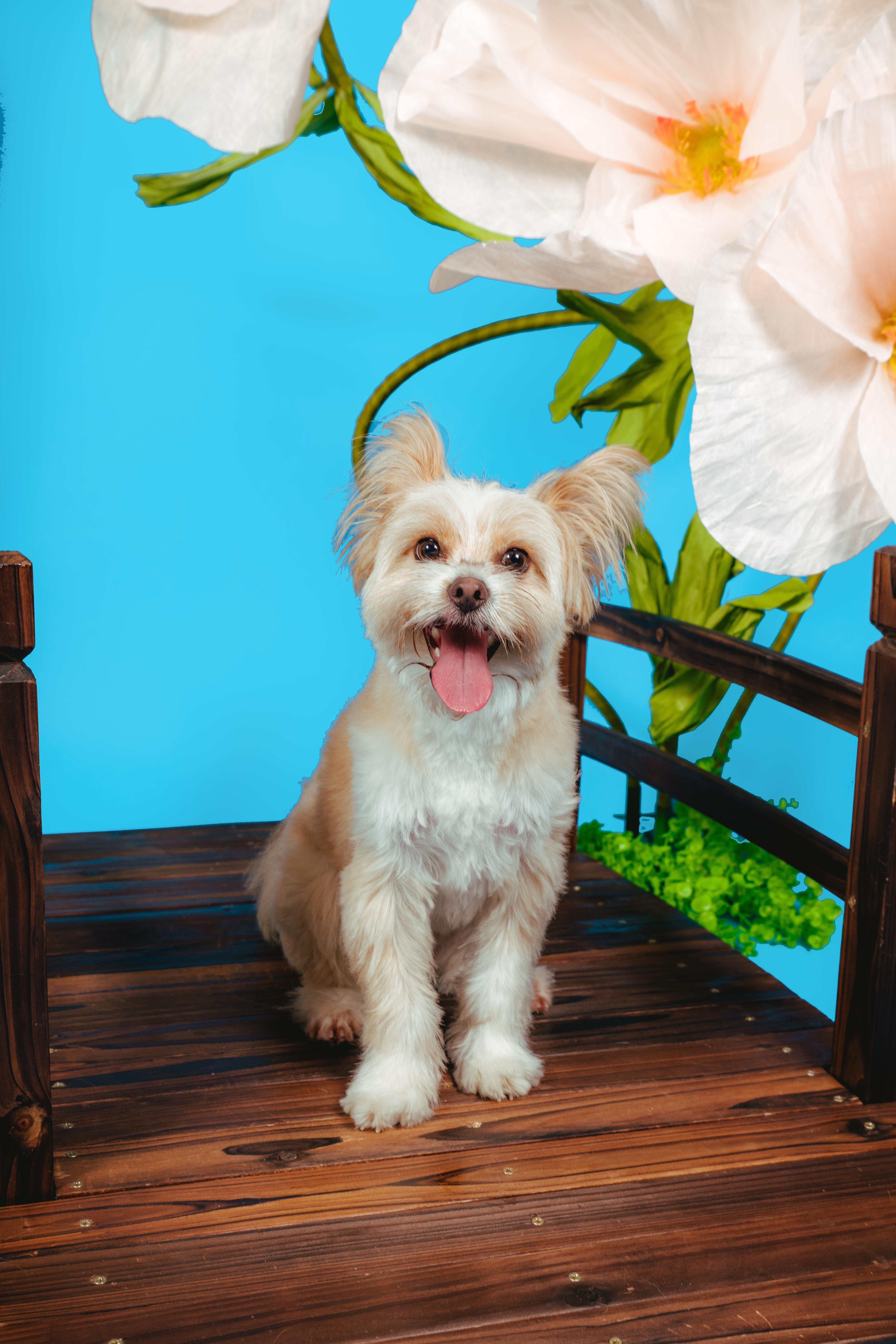Rigatoni, an adoptable mixed breed in West Hollywood, CA image 5/5