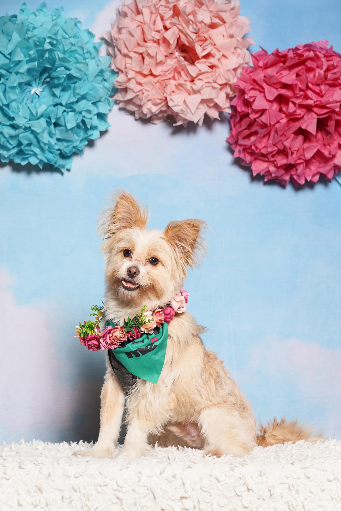 Enlarge Rigatoni, an adoptable mixed breed in West Hollywood, CA image 2/5