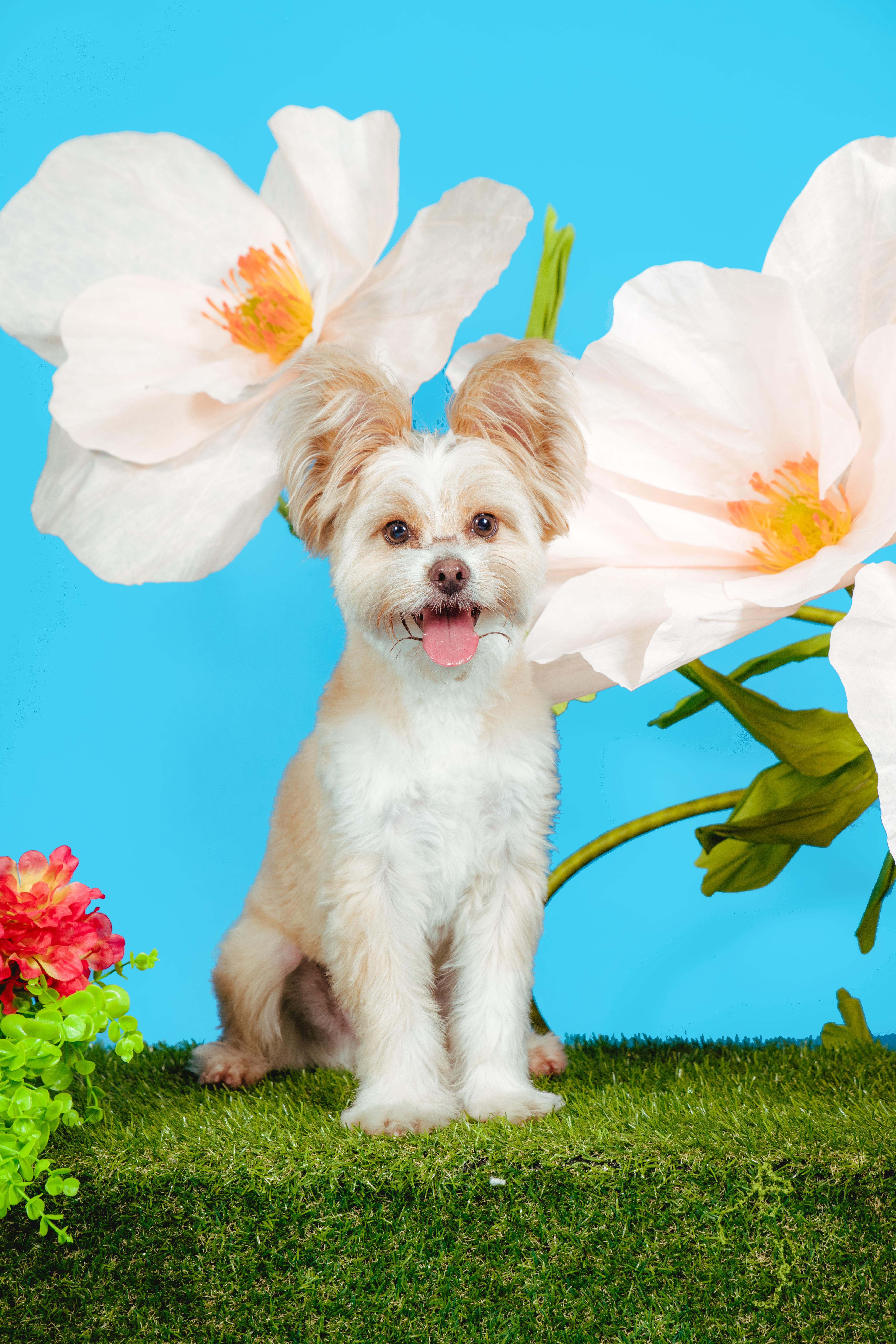 Rigatoni, an adoptable mixed breed in West Hollywood, CA image 1/5