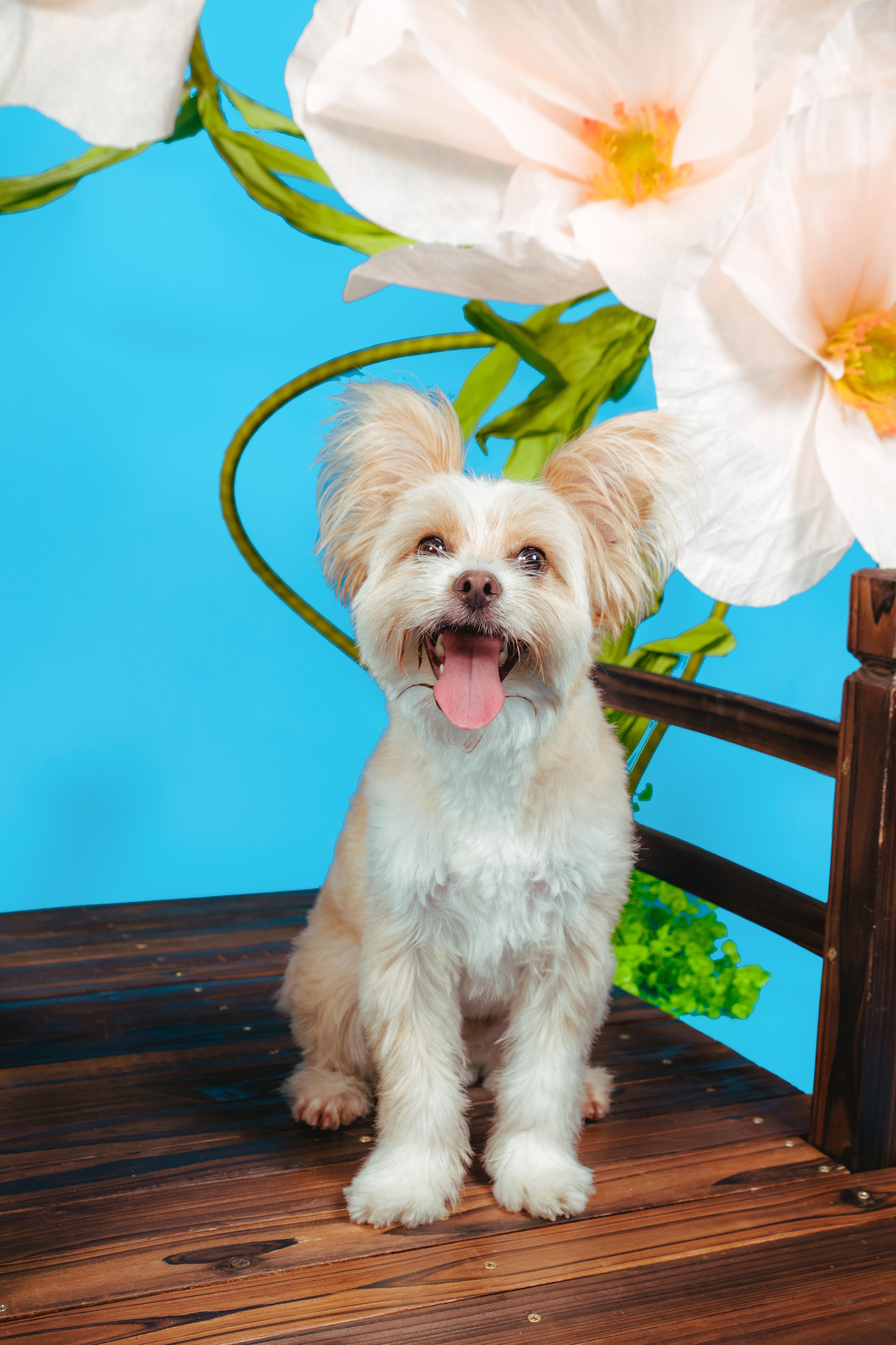Rigatoni, an adoptable mixed breed in West Hollywood, CA image 3/5