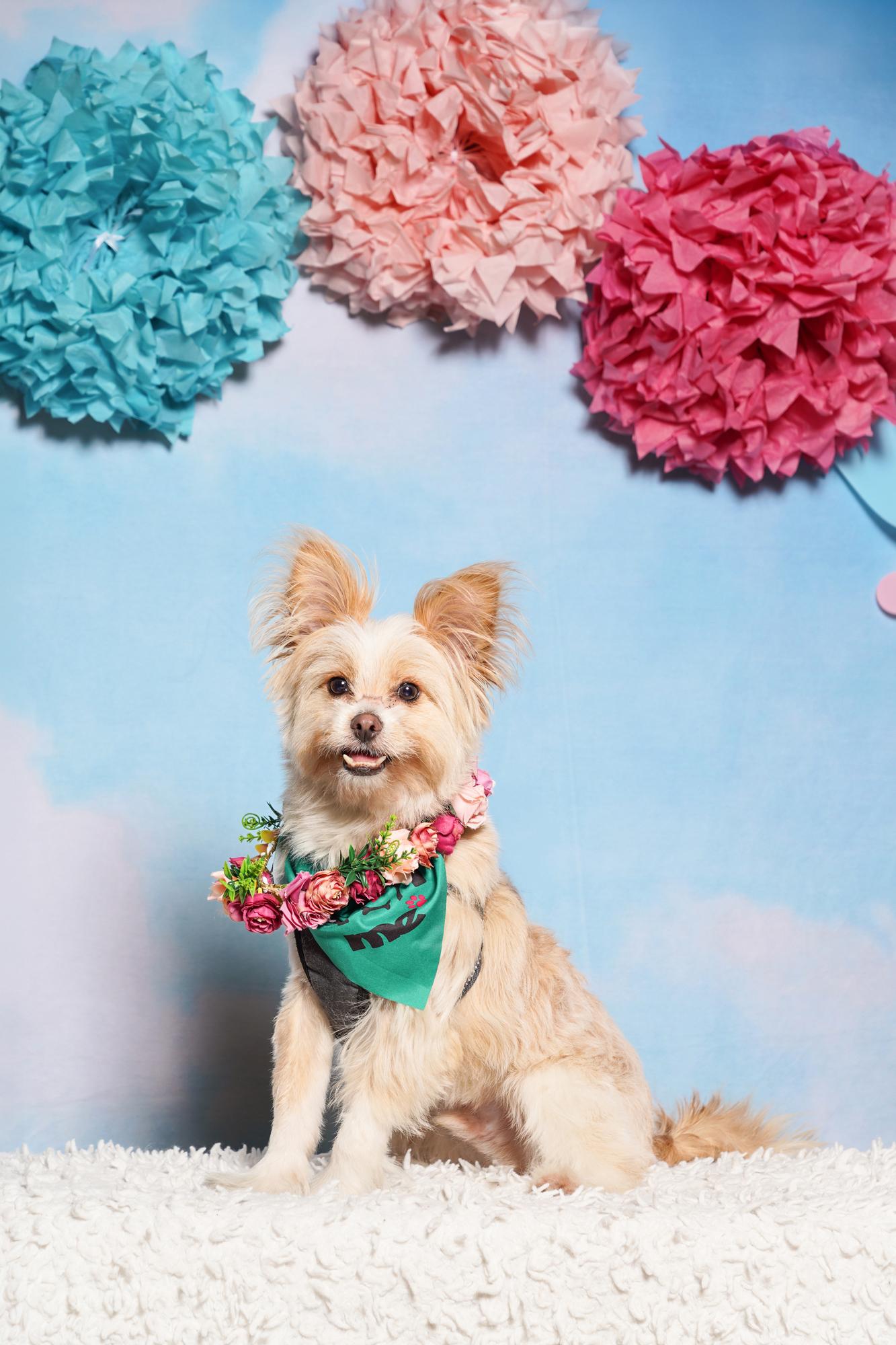 Rigatoni, adoptable, Young Male Terrier.