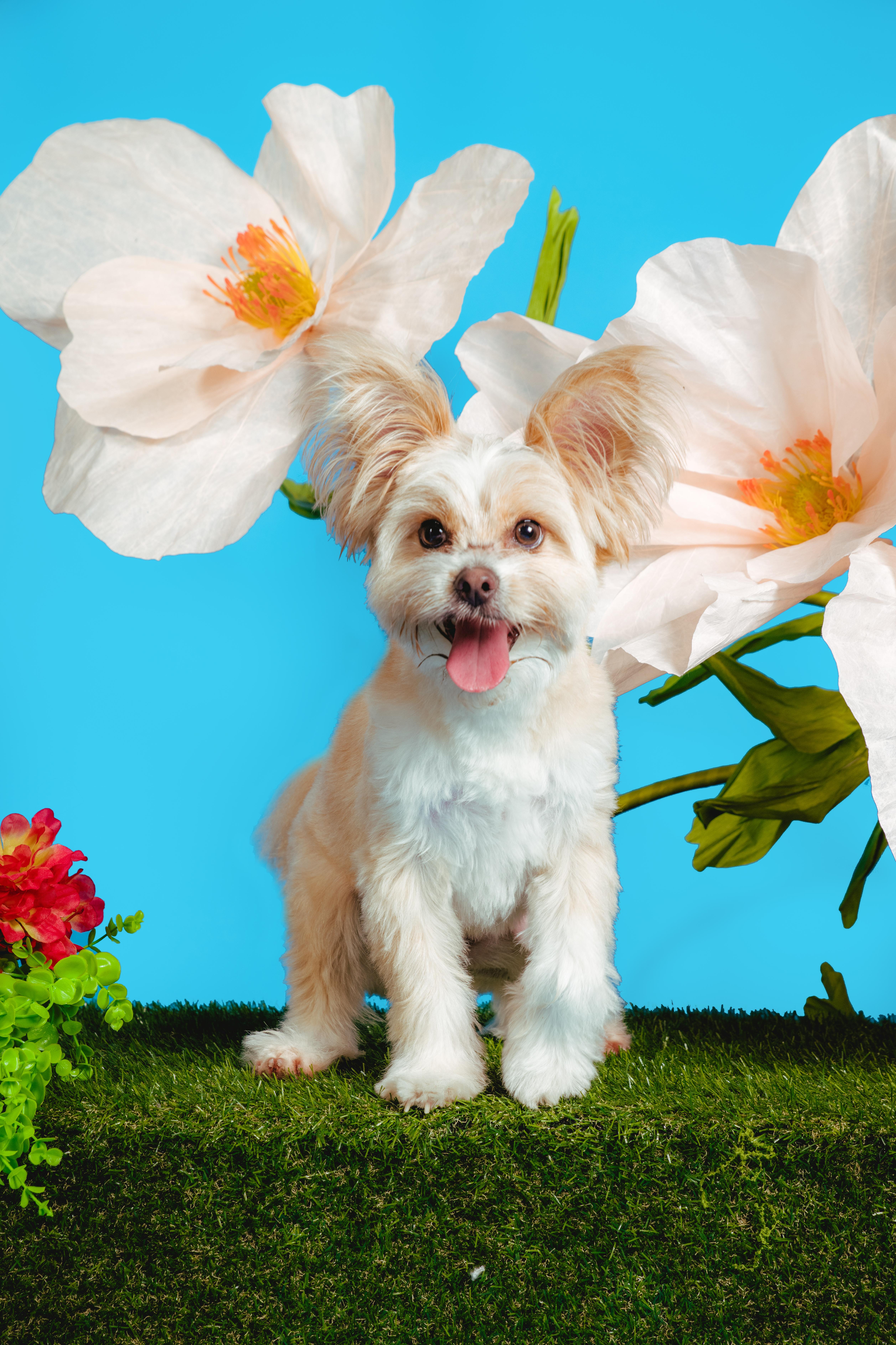 Rigatoni, an adoptable mixed breed in West Hollywood, CA image 2/5