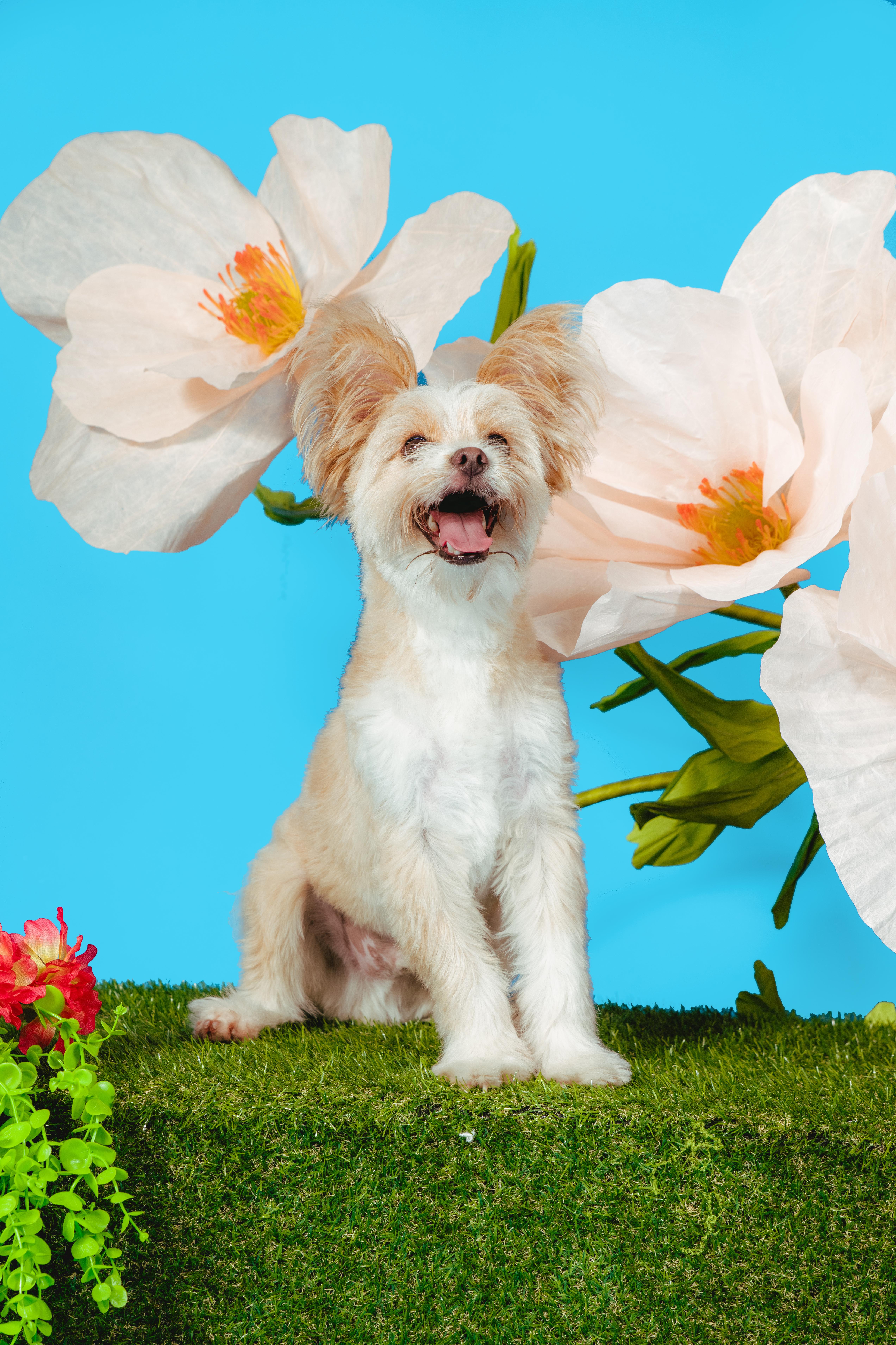 Rigatoni, an adoptable mixed breed in West Hollywood, CA image 4/5