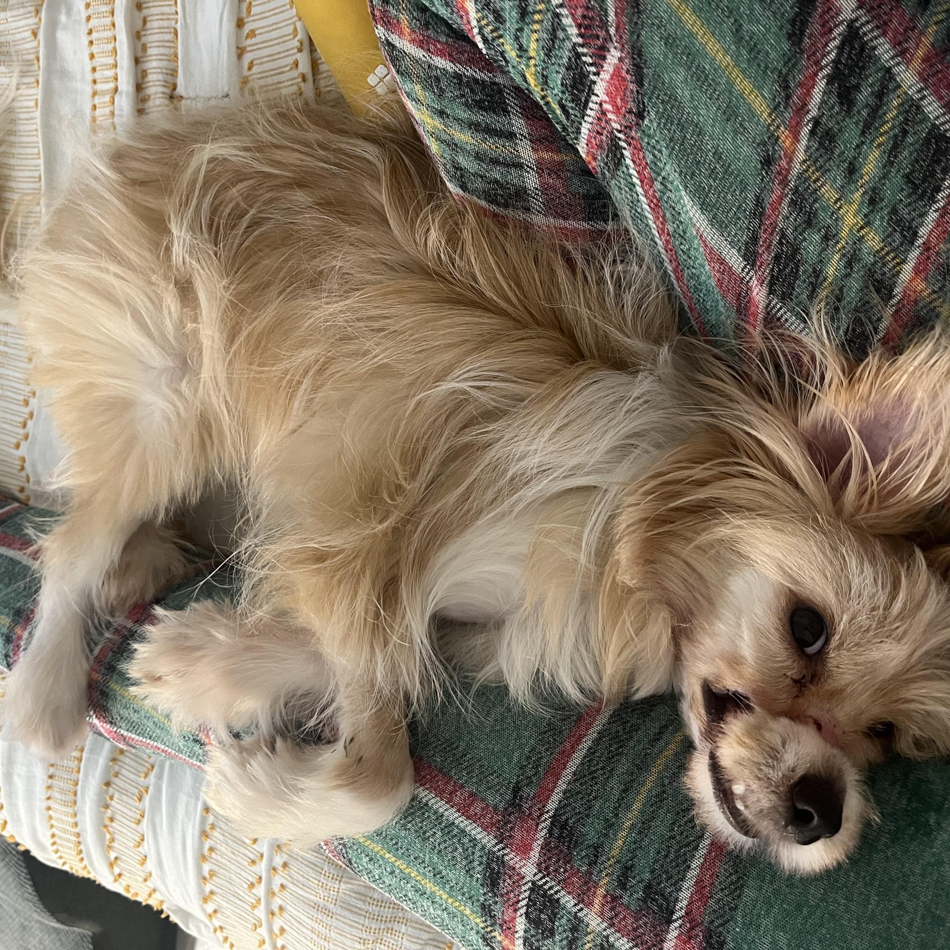 Enlarge Rigatoni, a ADOPTABLE mixed breed in West Hollywood, CA image 3/3