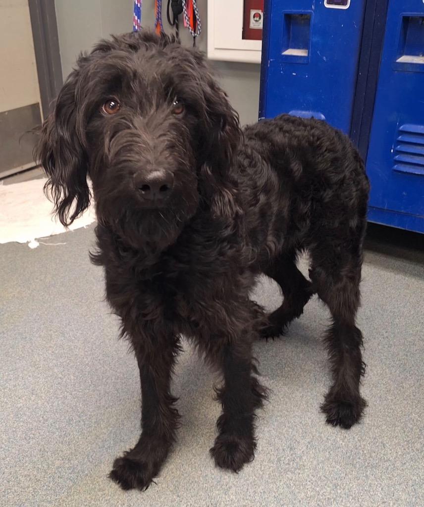 Anderson, Adopted, Young Male Mixed Breed.