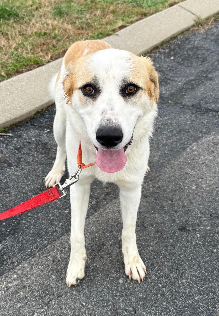 Betty, a Adoptable mixed breed in Gallatin, TN image 1/3
