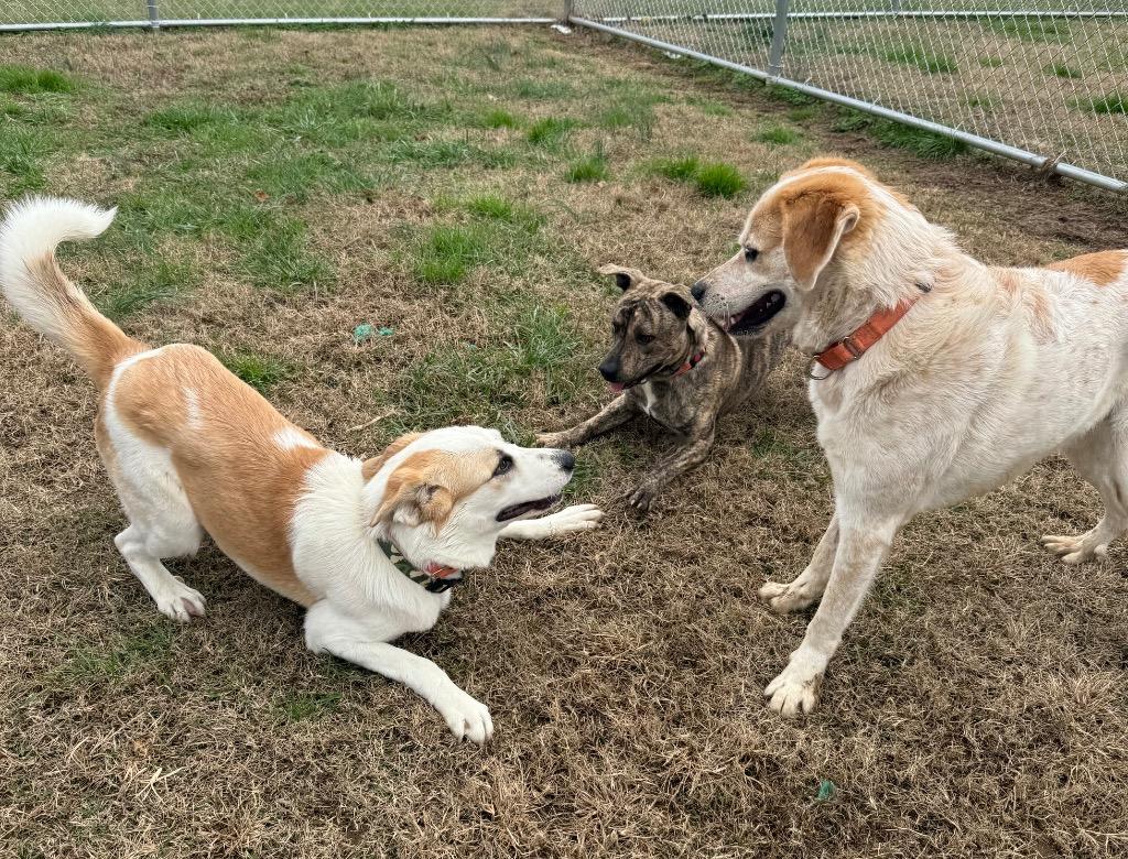 Betty, a Adoptable mixed breed in Gallatin, TN image 2/3