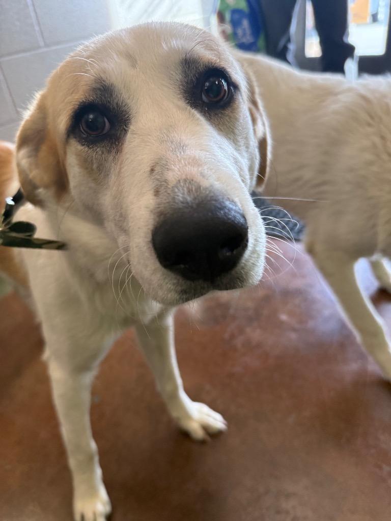 Betty, a Adoptable mixed breed in Gallatin, TN image 3/3