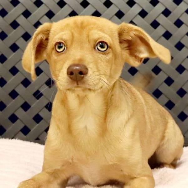 Mango, Adoptable, Young Male Chihuahua.