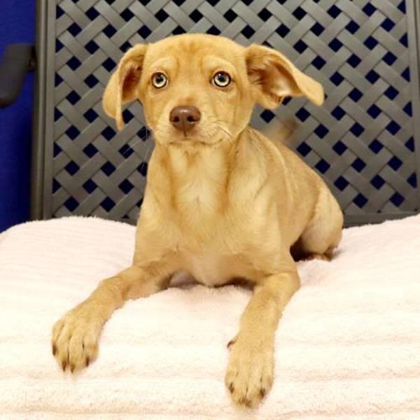 Enlarge Mango, a Adoptable mixed breed in Midland, TX image 2/2