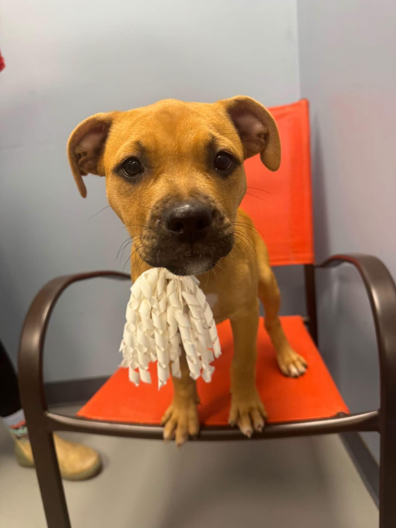 Enlarge Poe, a Adopted mixed breed in Zanesville, OH image 1/2
