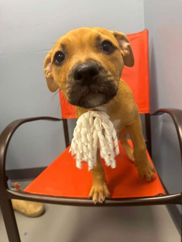 Enlarge Poe, a Adopted mixed breed in Zanesville, OH image 2/2