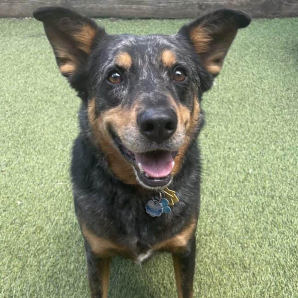 Nigel, a Adoptable mixed breed in Aldie, VA image 1/5