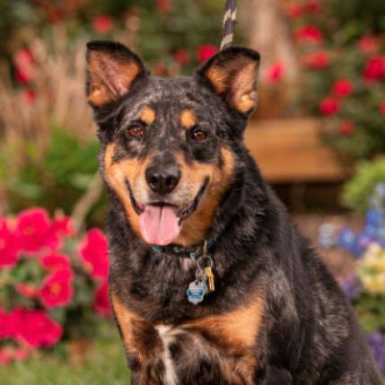 Nigel — thumbnail 2