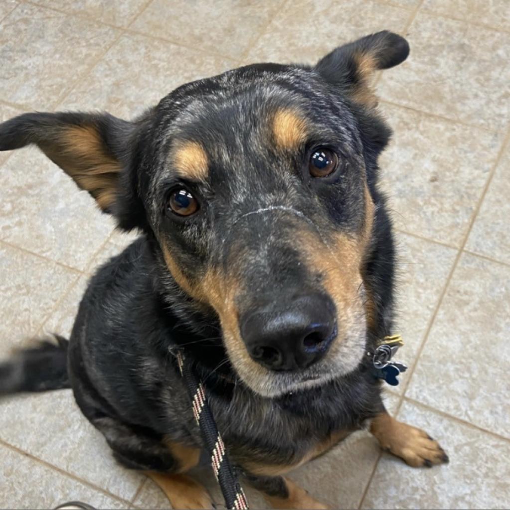 Nigel, a Adoptable mixed breed in Aldie, VA image 3/5