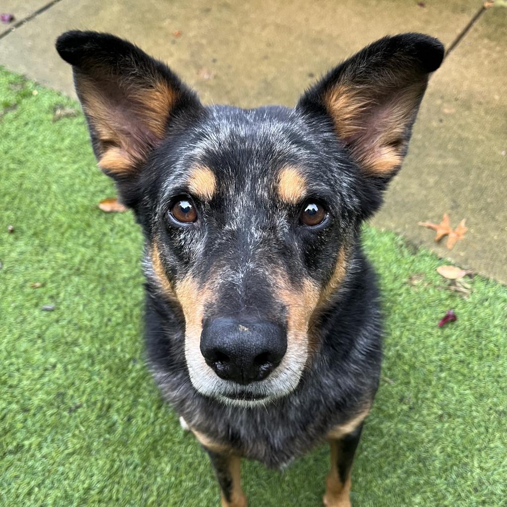 Nigel, a Adoptable mixed breed in Aldie, VA image 4/5