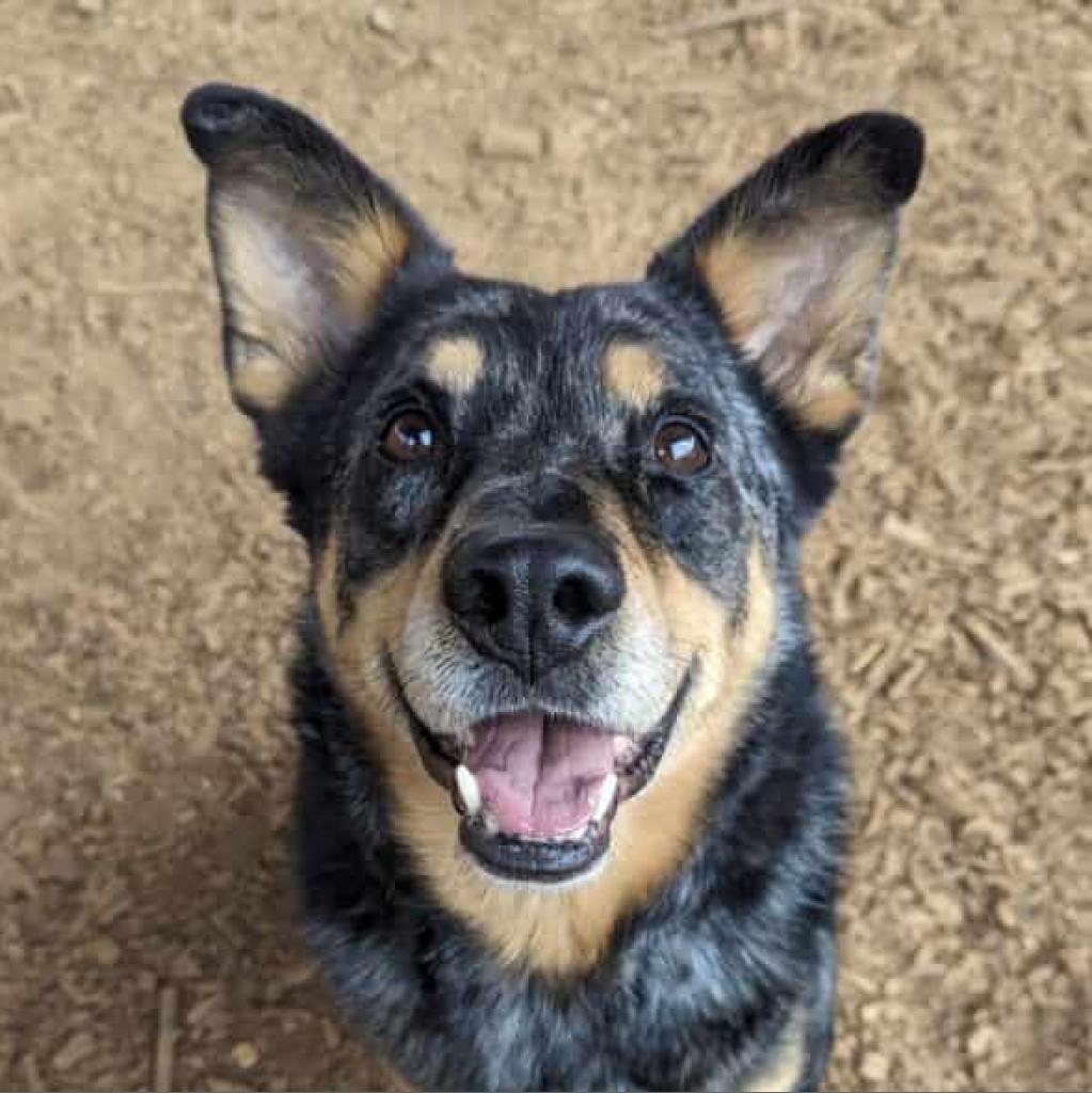 Nigel, a Adoptable mixed breed in Aldie, VA image 5/5