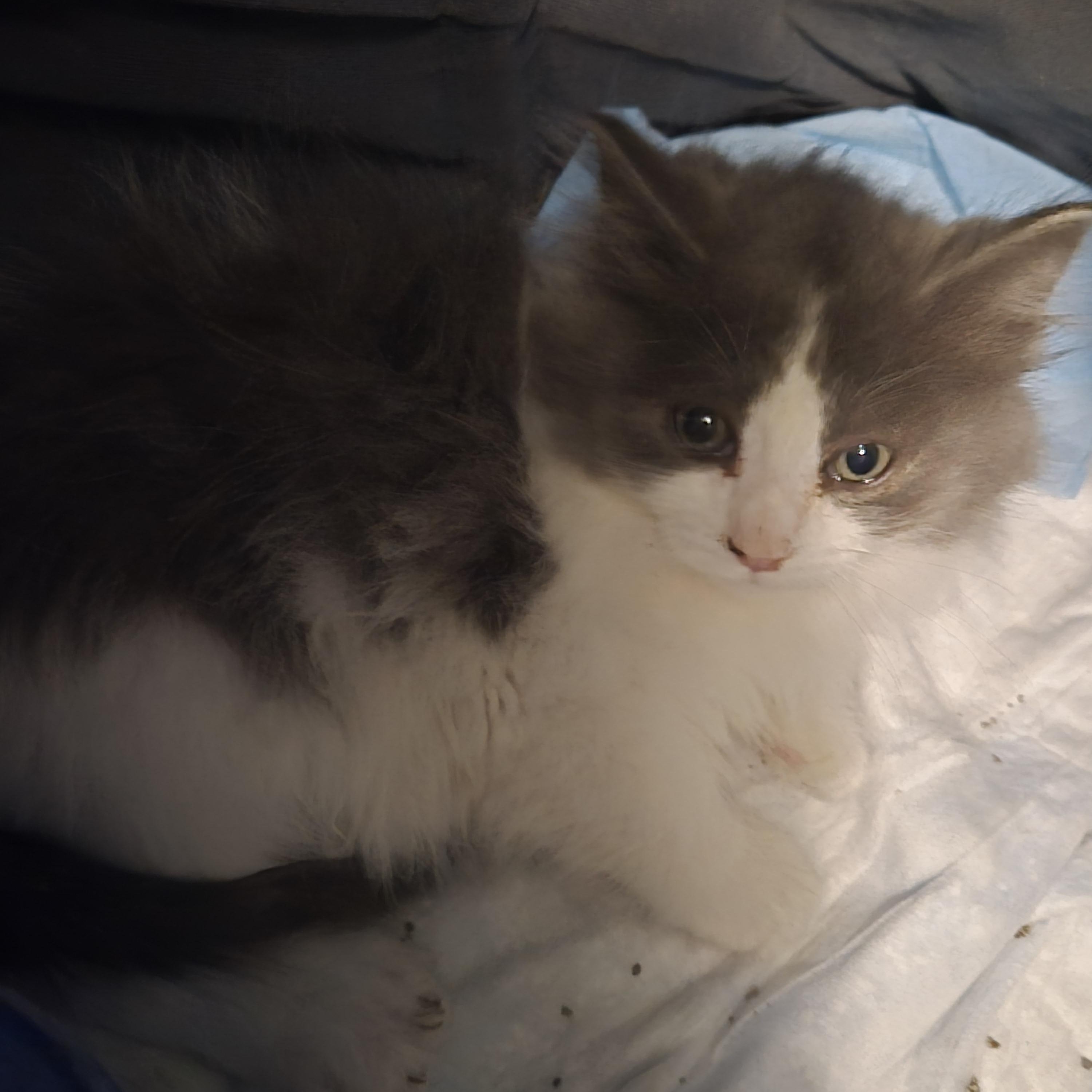 Enlarge Jules, a ADOPTABLE Domestic Long Hair in Greeley, CO image 1/1