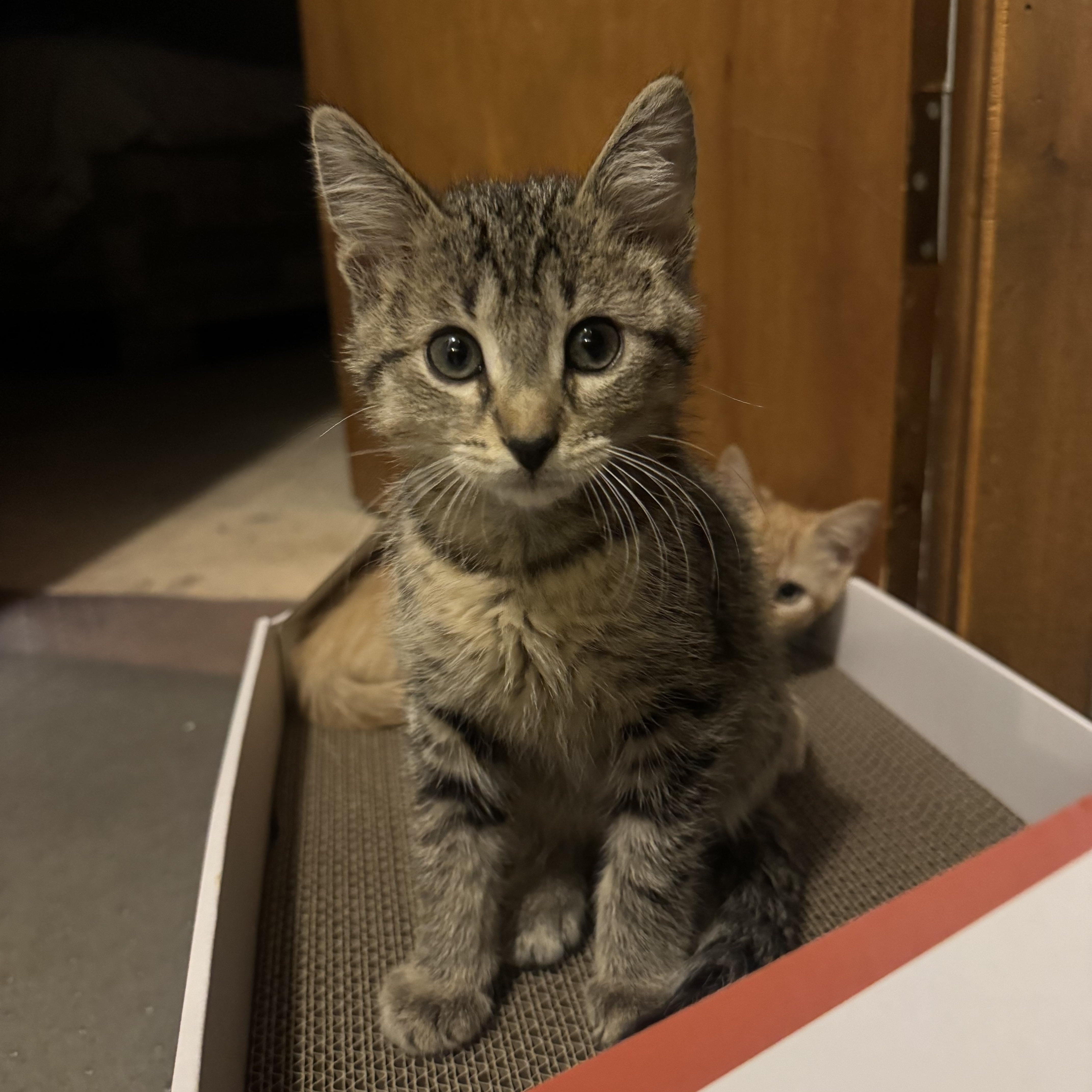 Skillet, a ADOPTABLE Domestic Short Hair in Faribault , MN image 2/4