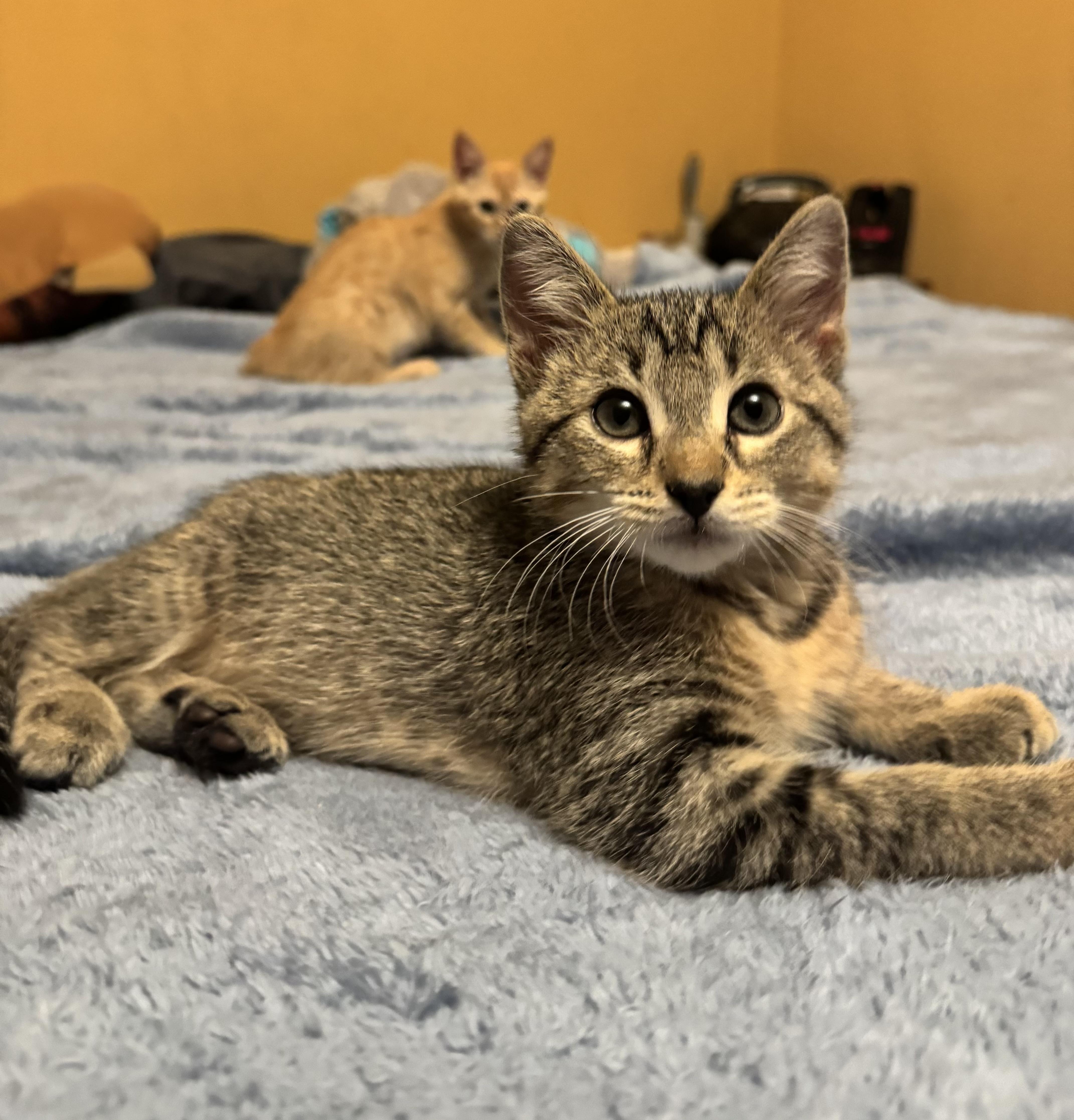 Skillet, a ADOPTABLE Domestic Short Hair in Faribault , MN image 1/4