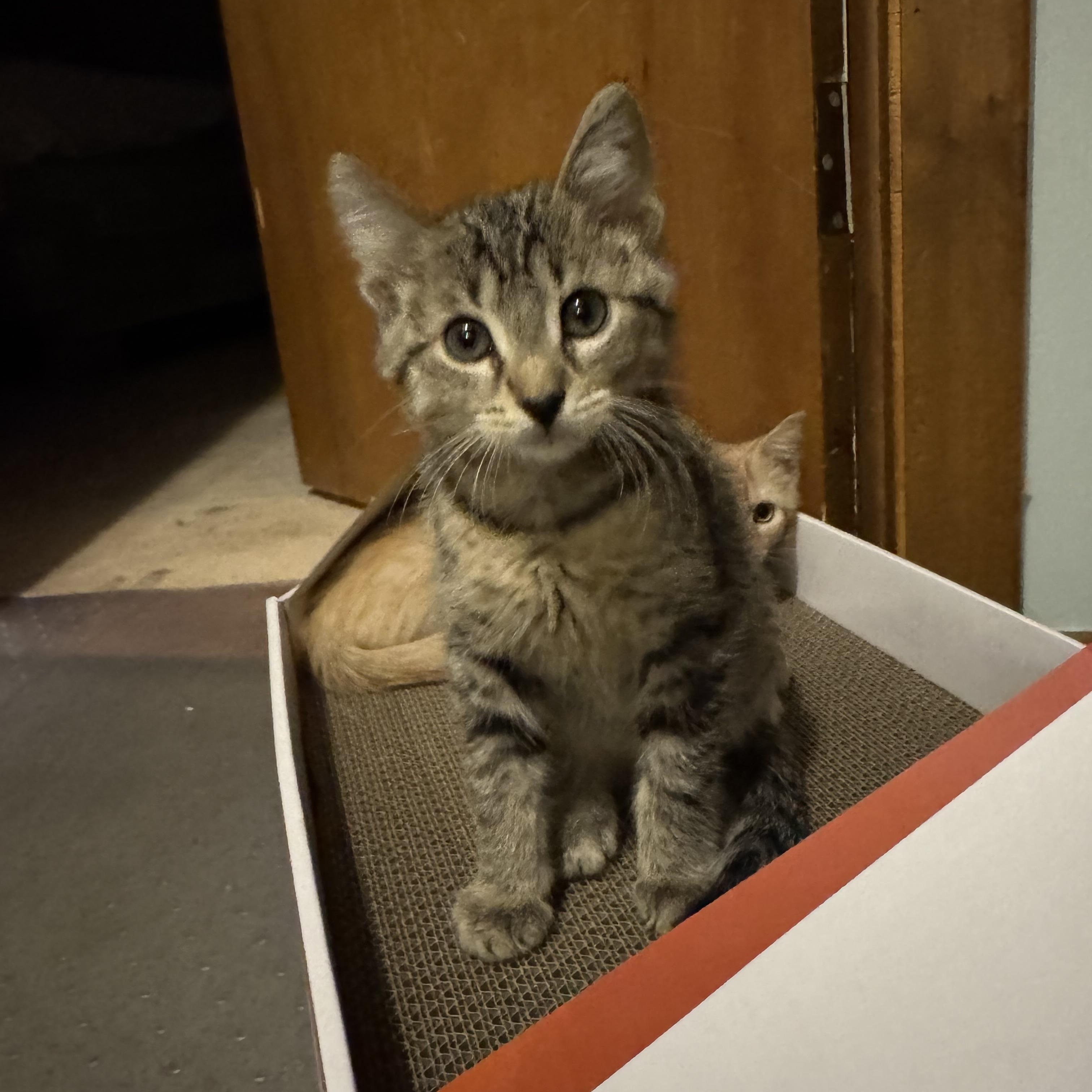 Skillet, a ADOPTABLE Domestic Short Hair in Faribault , MN image 3/4
