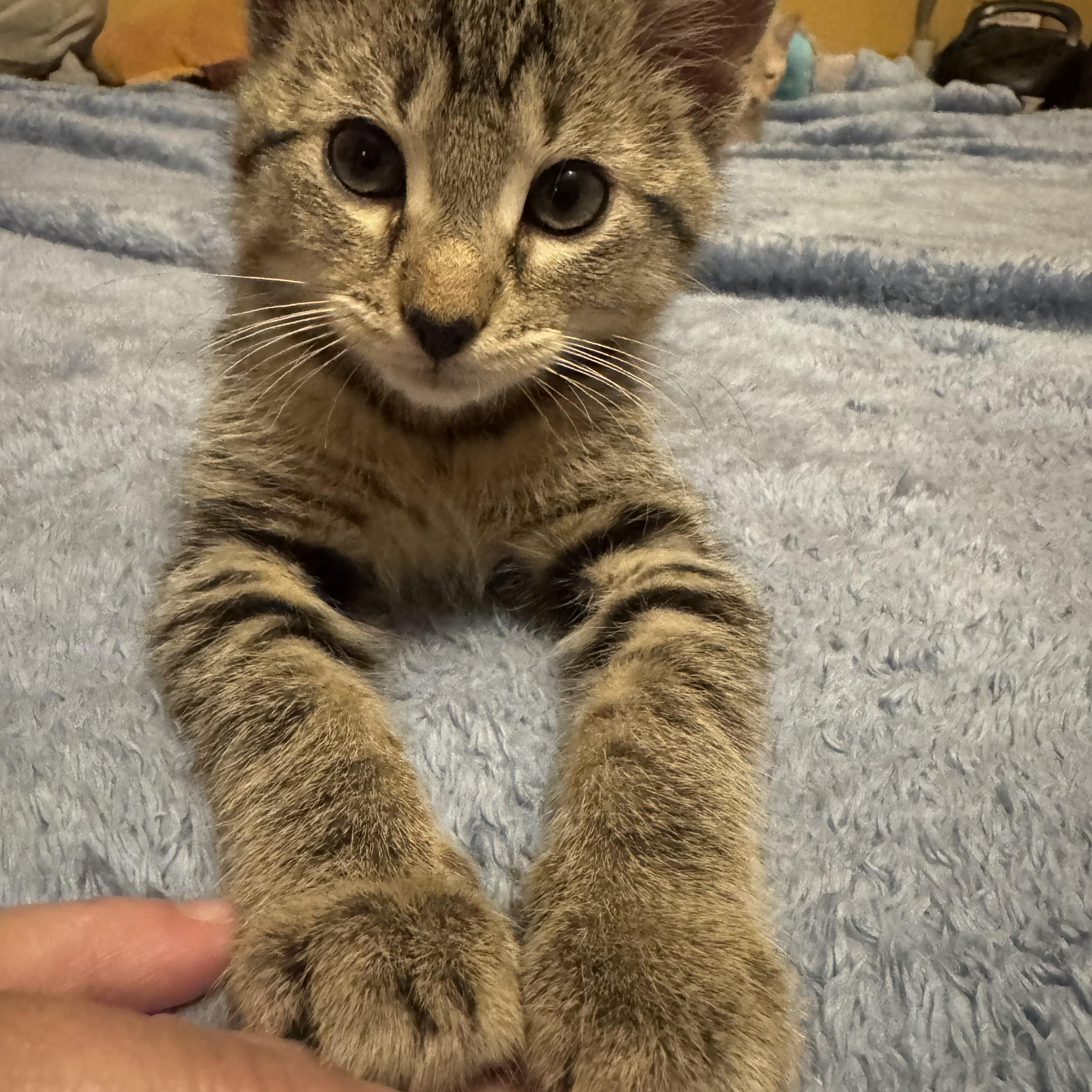 Skillet, a ADOPTABLE Domestic Short Hair in Faribault , MN image 4/4