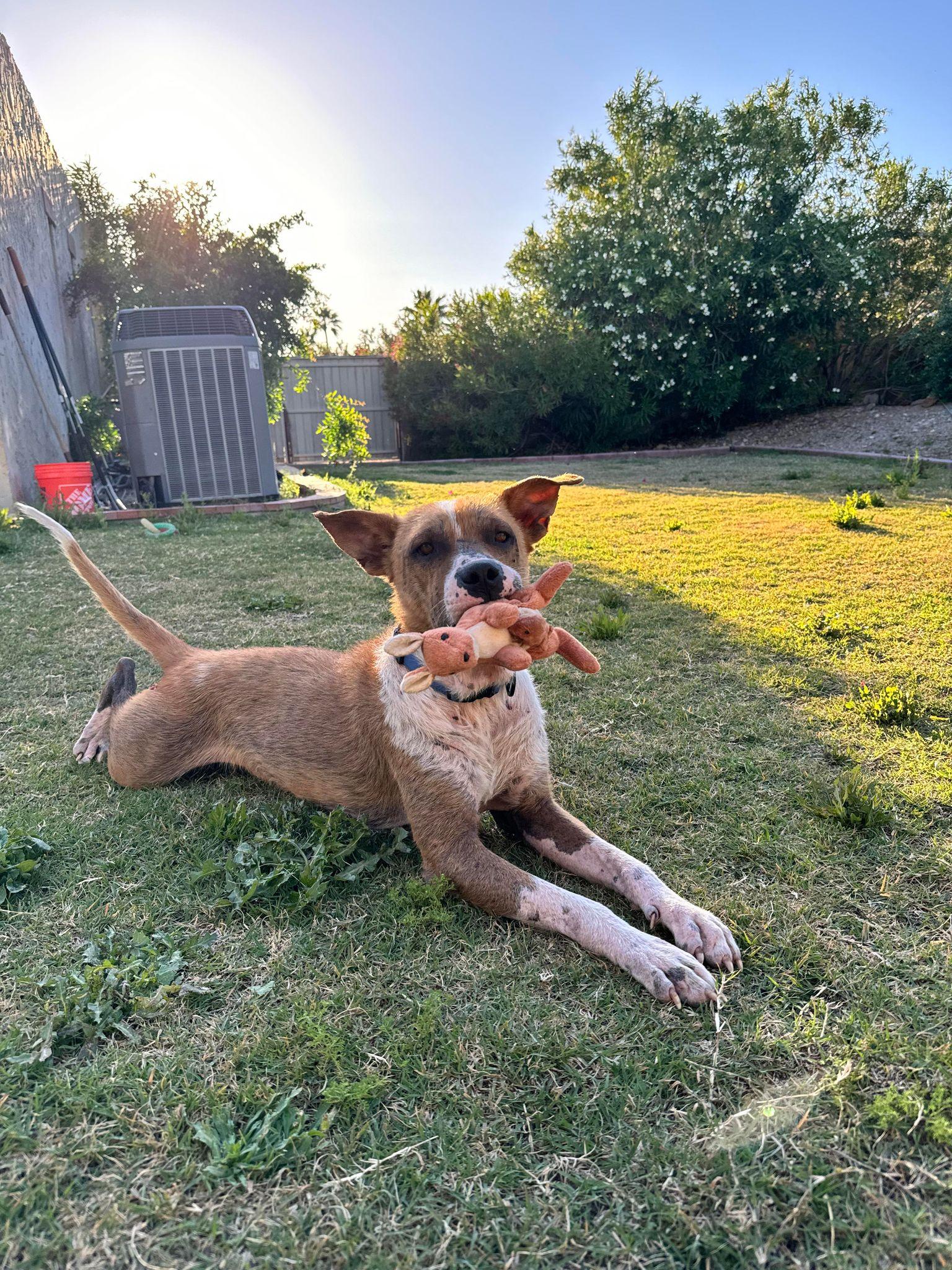 ACE, Adoptable, Young Male Australian Cattle Dog / Blue Heeler & Cattle Dog.