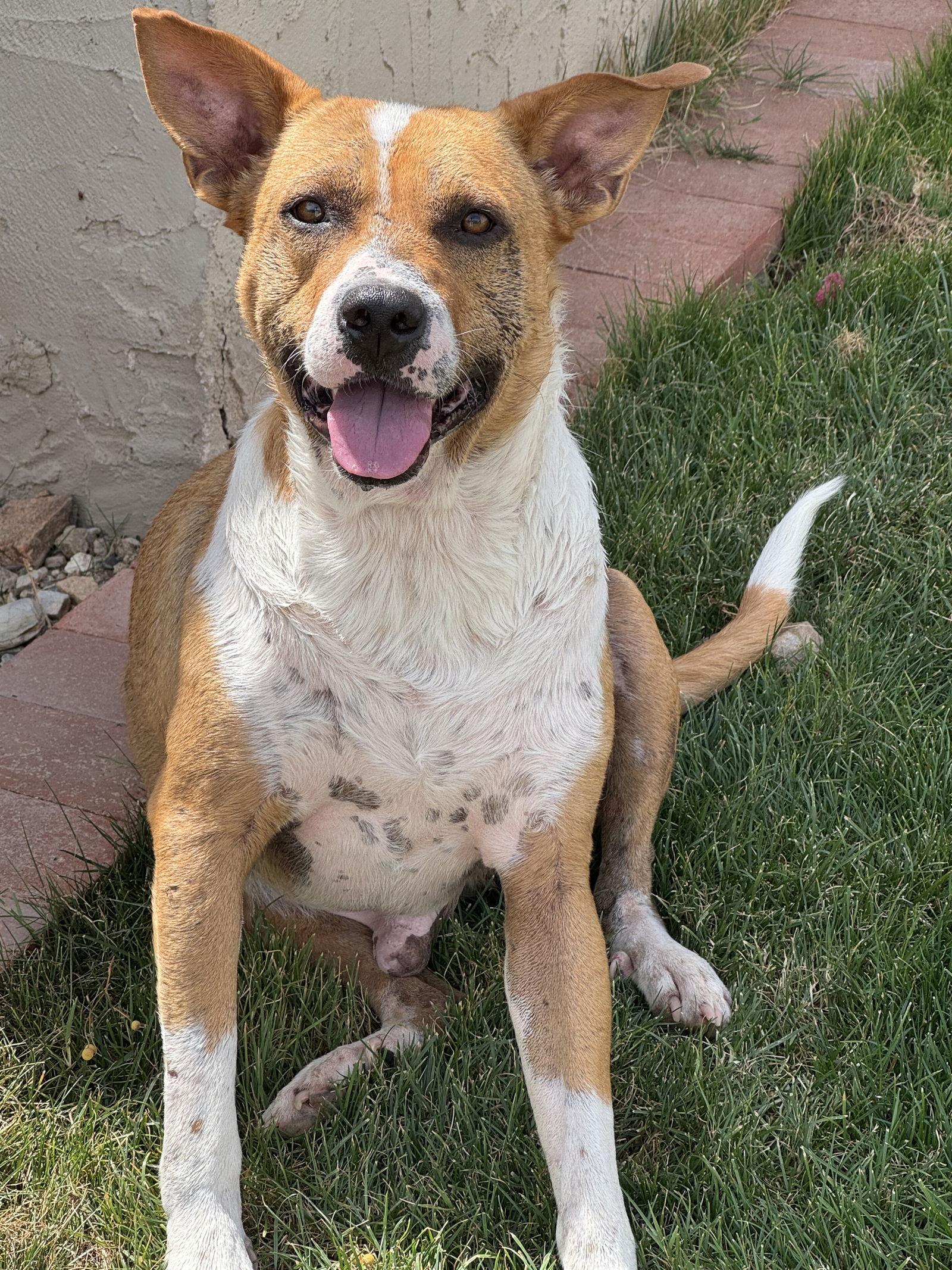 ACE, a Adoptable mixed breed in Chandler, AZ image 2/3