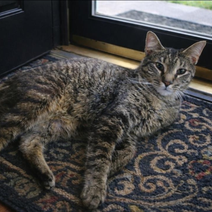 Xavier, ADOPTABLE, Adult Male Tabby.