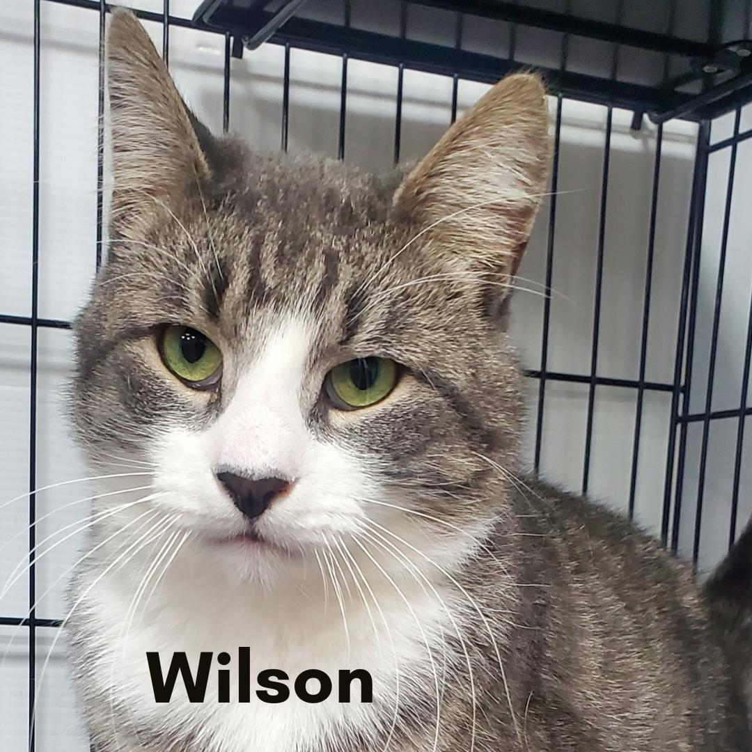 Wilson, ADOPTABLE, Adult Male Domestic Short Hair.