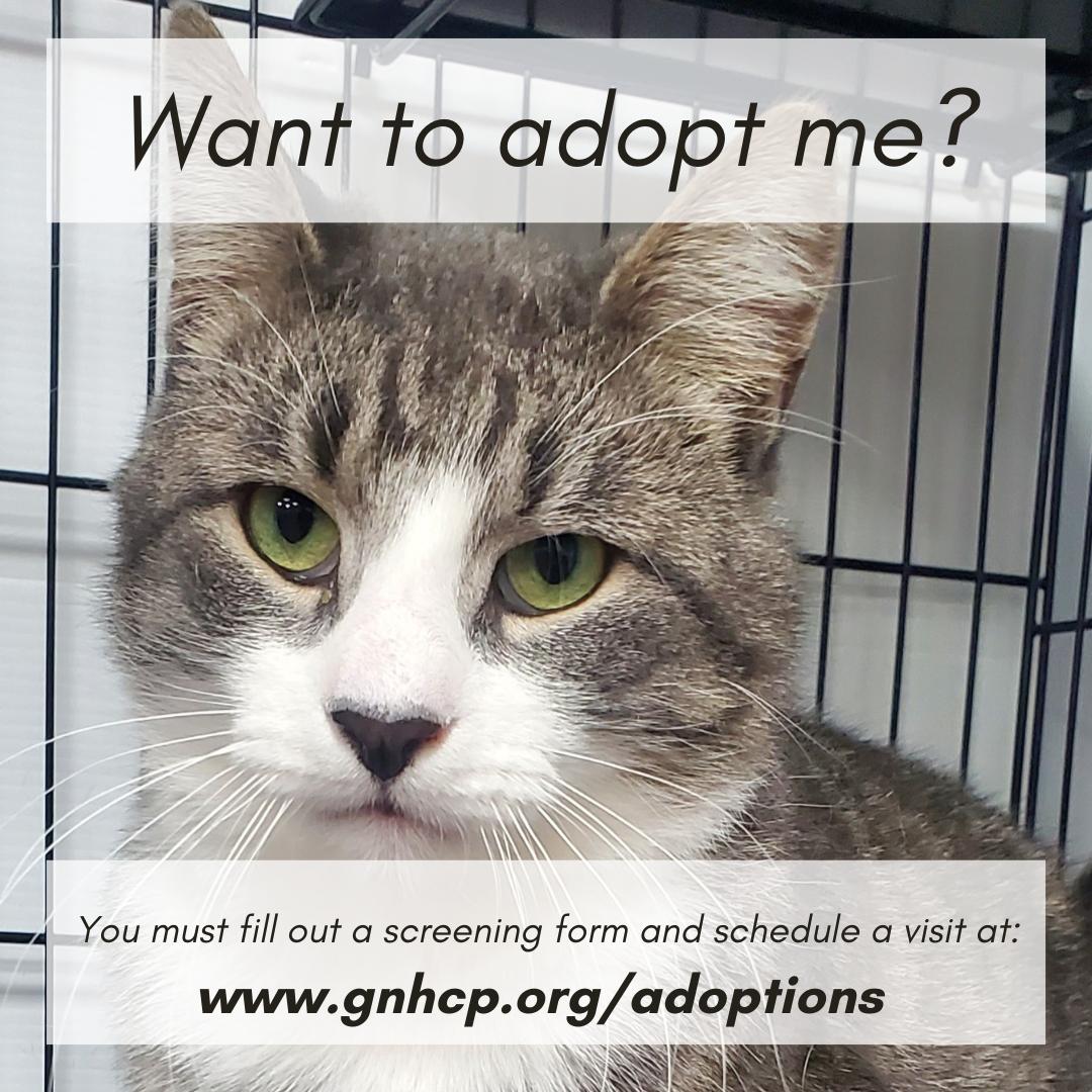 Enlarge Wilson, a ADOPTABLE Domestic Short Hair in New Haven, CT image 2/2