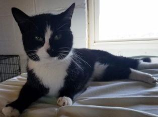 Craig, Adoptable, Adult Male Domestic Short Hair.