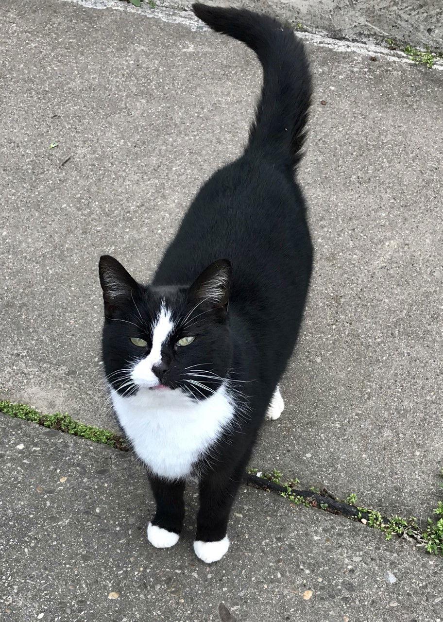 Enlarge Craig, a Adoptable Domestic Short Hair in Sistersville, WV image 2/3