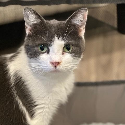 Dolly, a ADOPTABLE Domestic Short Hair in Hudsonville, MI image 1/3