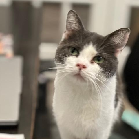 Dolly, a ADOPTABLE Domestic Short Hair in Hudsonville, MI image 2/3