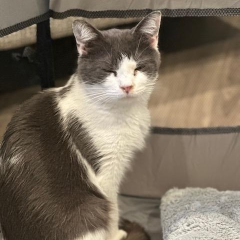 Dolly, a ADOPTABLE Domestic Short Hair in Hudsonville, MI image 3/3