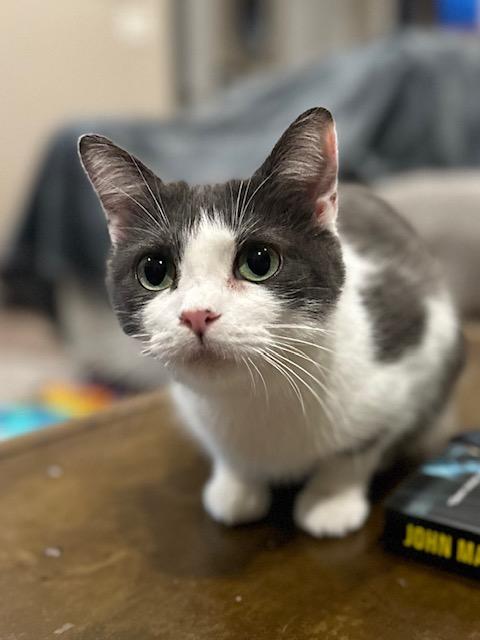 Dolly, ADOPTABLE, Young Female Domestic Short Hair.